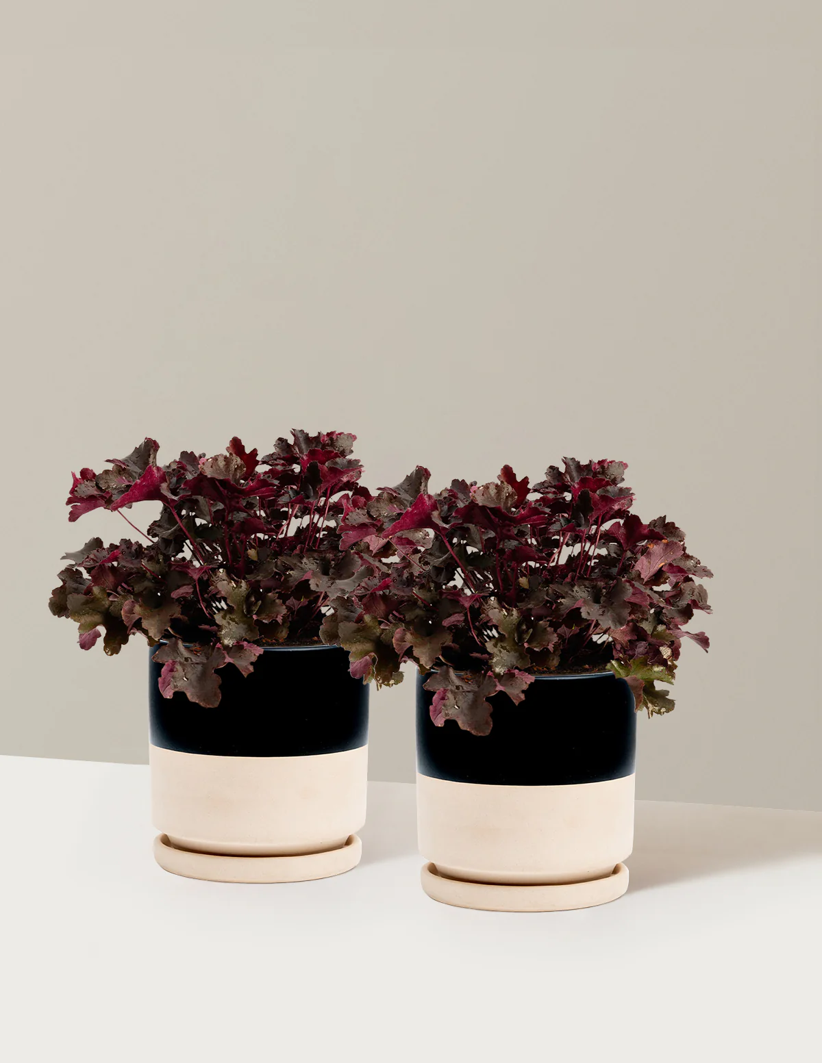 Balboa Sunset® Heuchera - Image 10