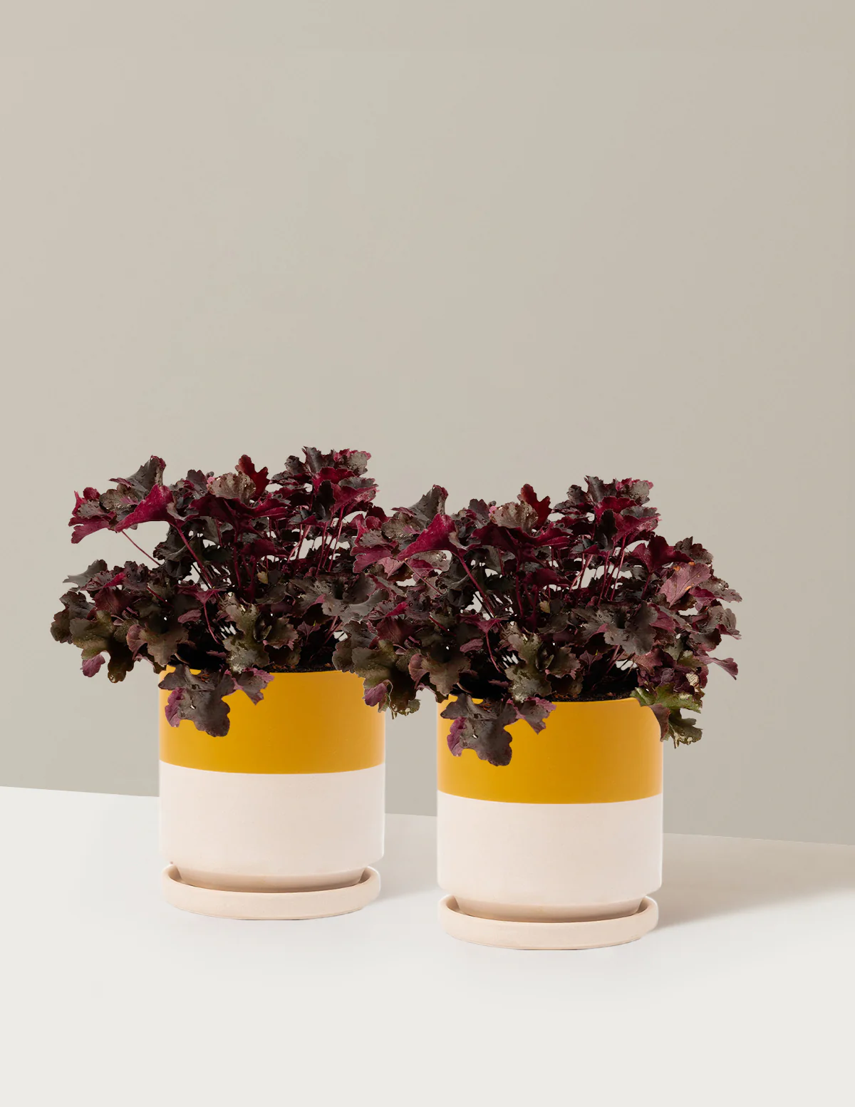 Balboa Sunset® Heuchera - Image 11