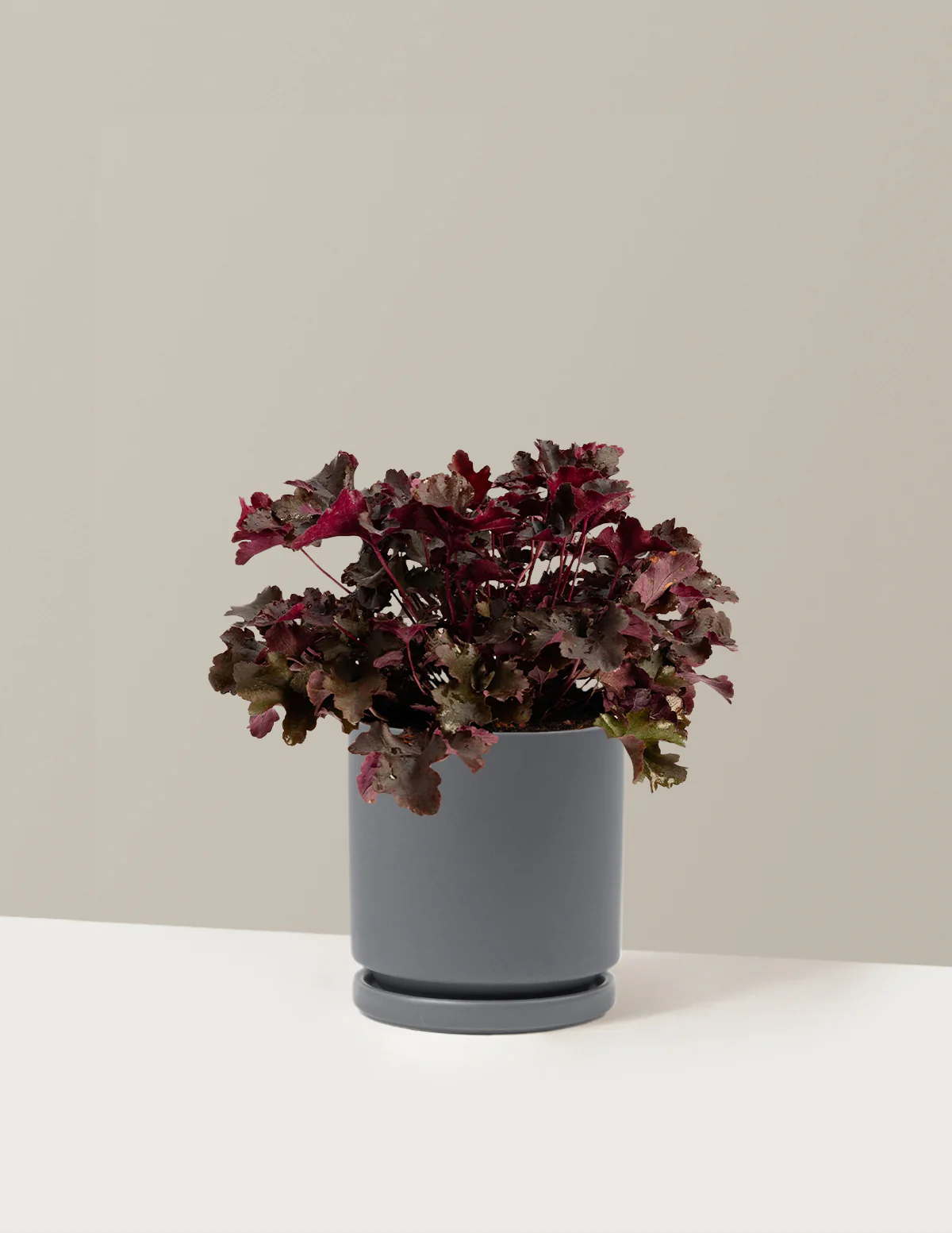 Balboa Sunset® Heuchera - Image 12