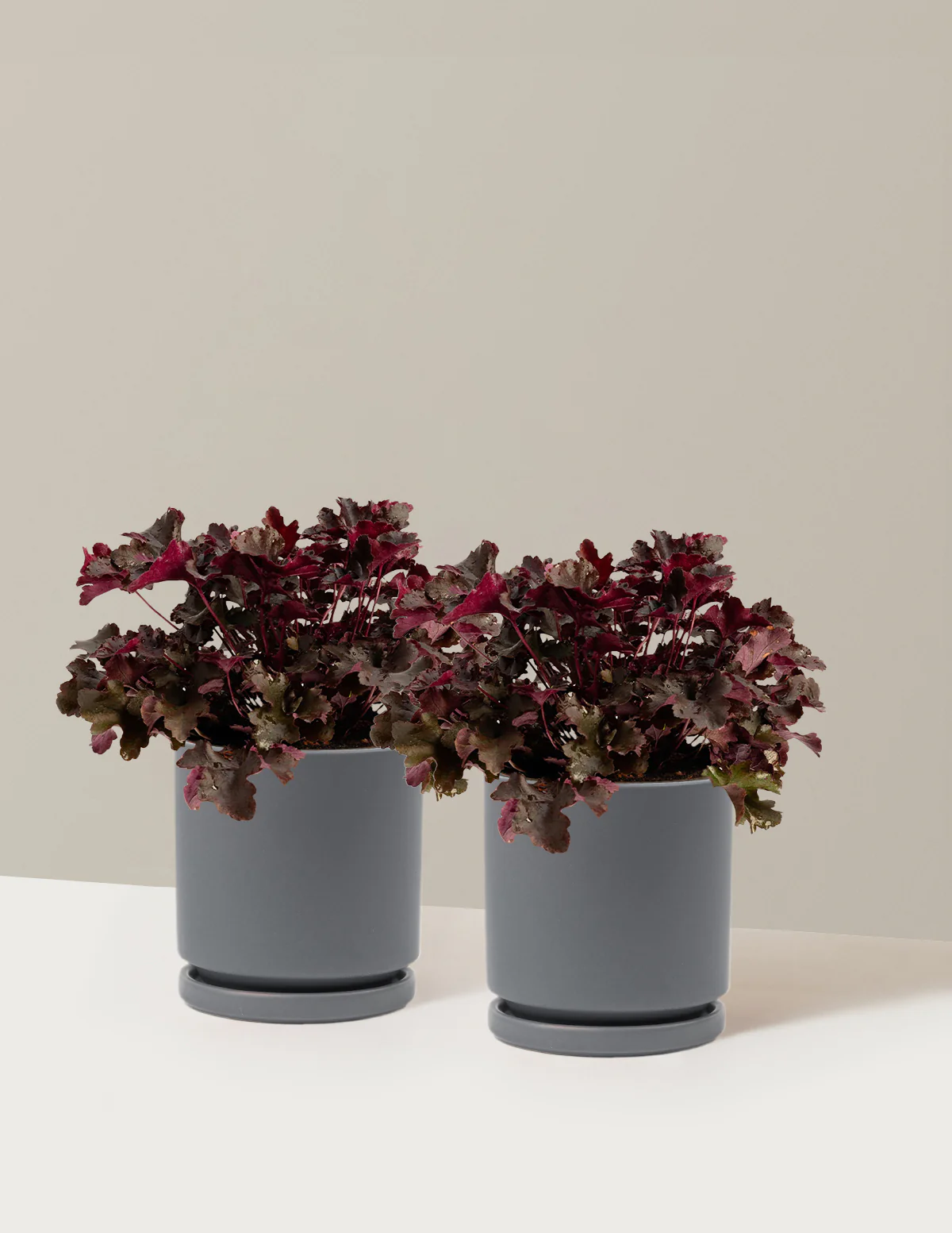 Balboa Sunset® Heuchera - Image 13