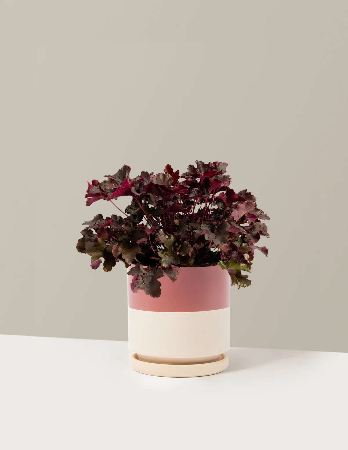 Balboa Sunset® Heuchera - Image 14
