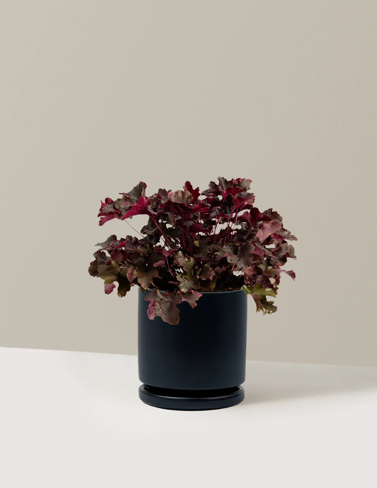 Balboa Sunset® Heuchera - Image 15