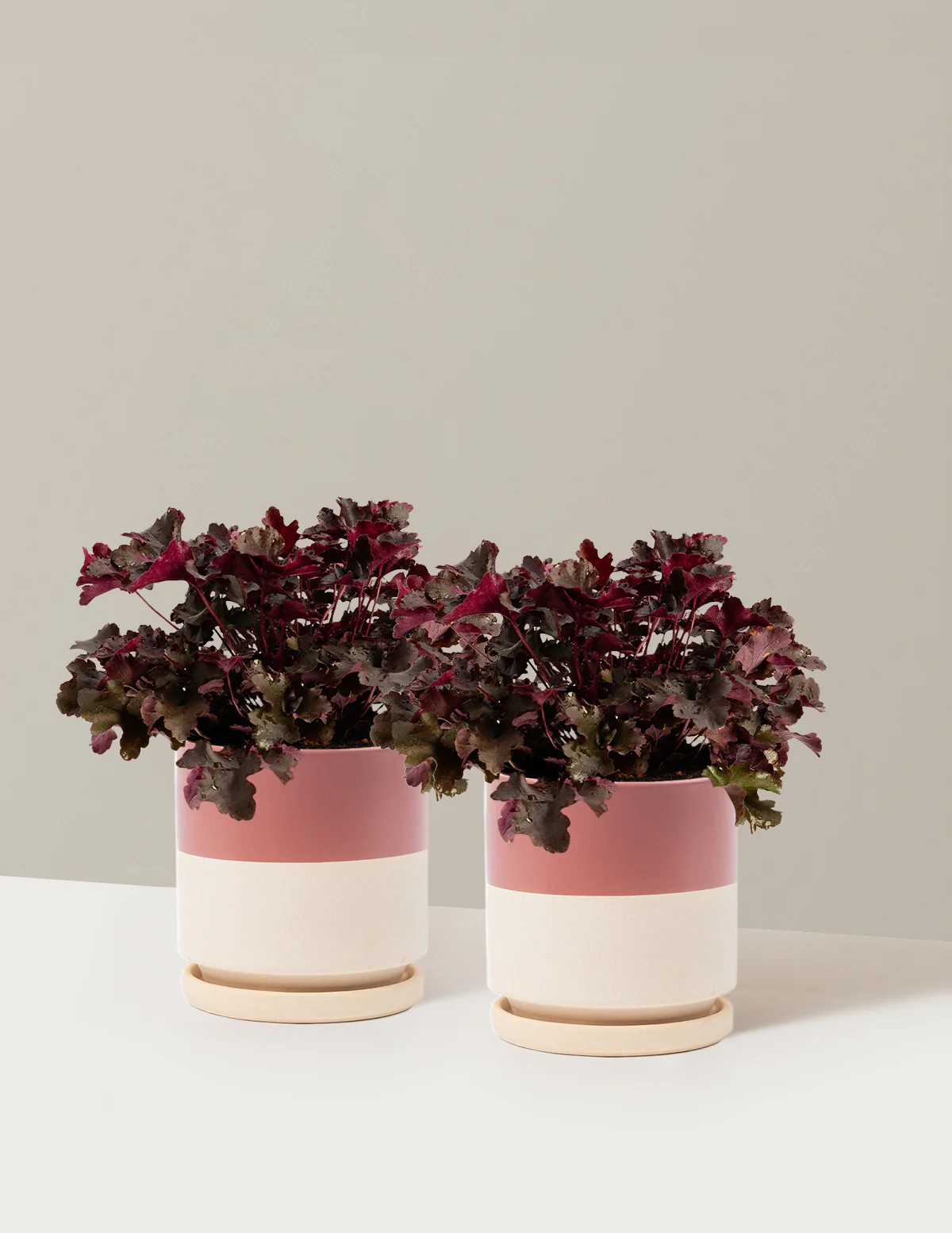 Balboa Sunset® Heuchera - Image 16