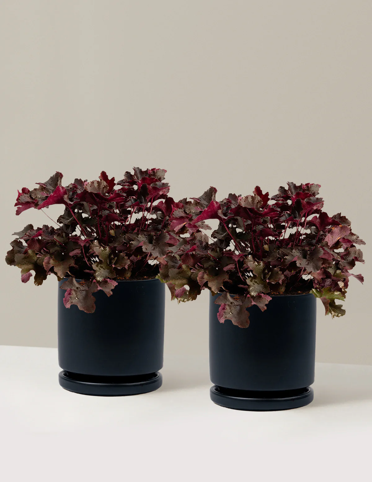 Balboa Sunset® Heuchera - Image 17
