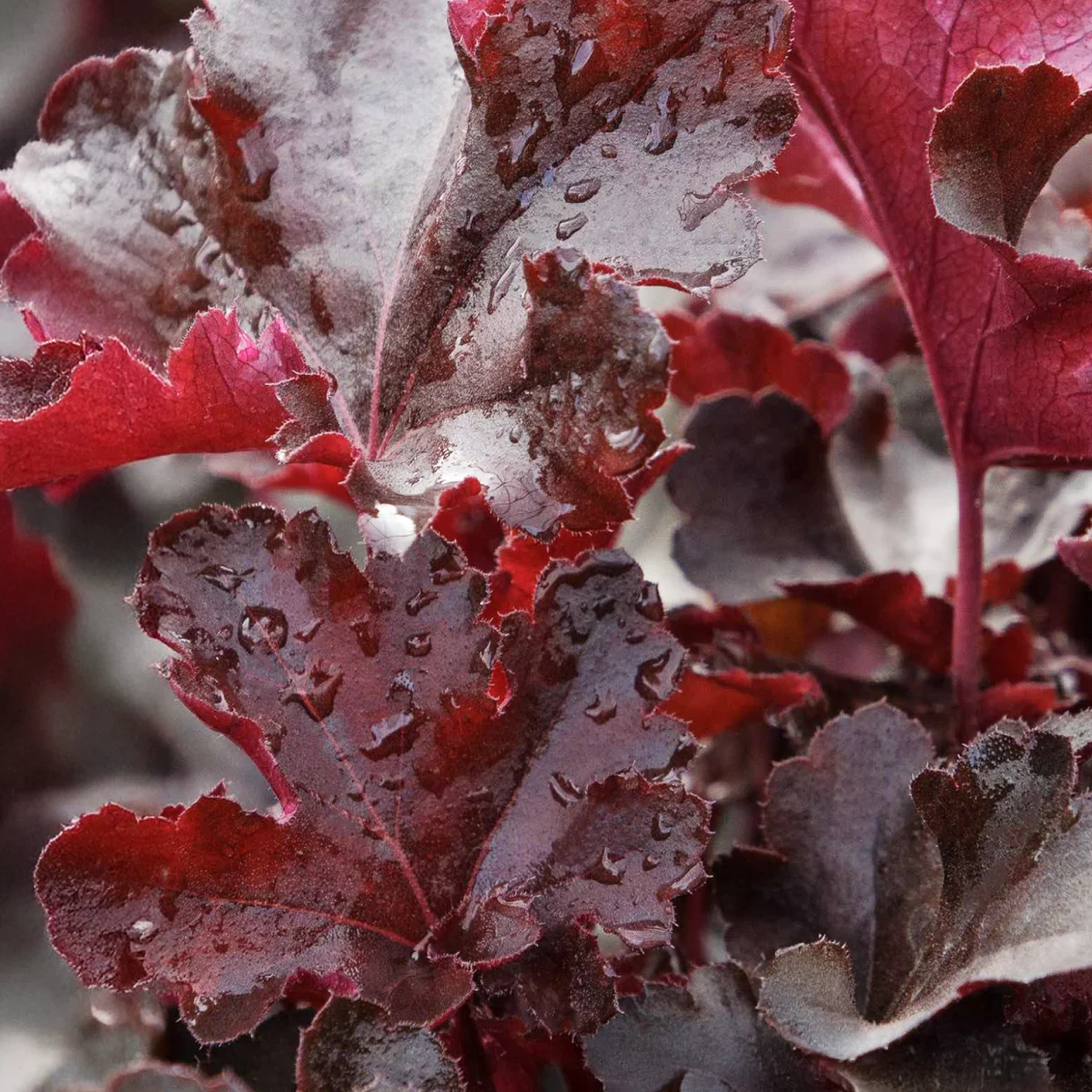 Balboa Sunset® Heuchera - Image 2