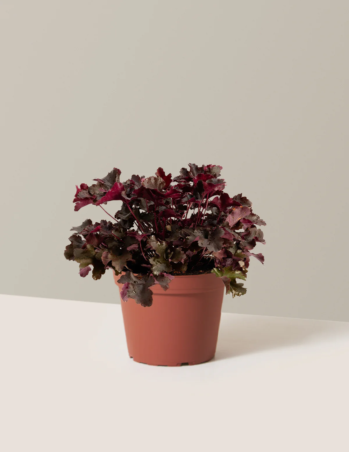 Balboa Sunset® Heuchera - Image 3