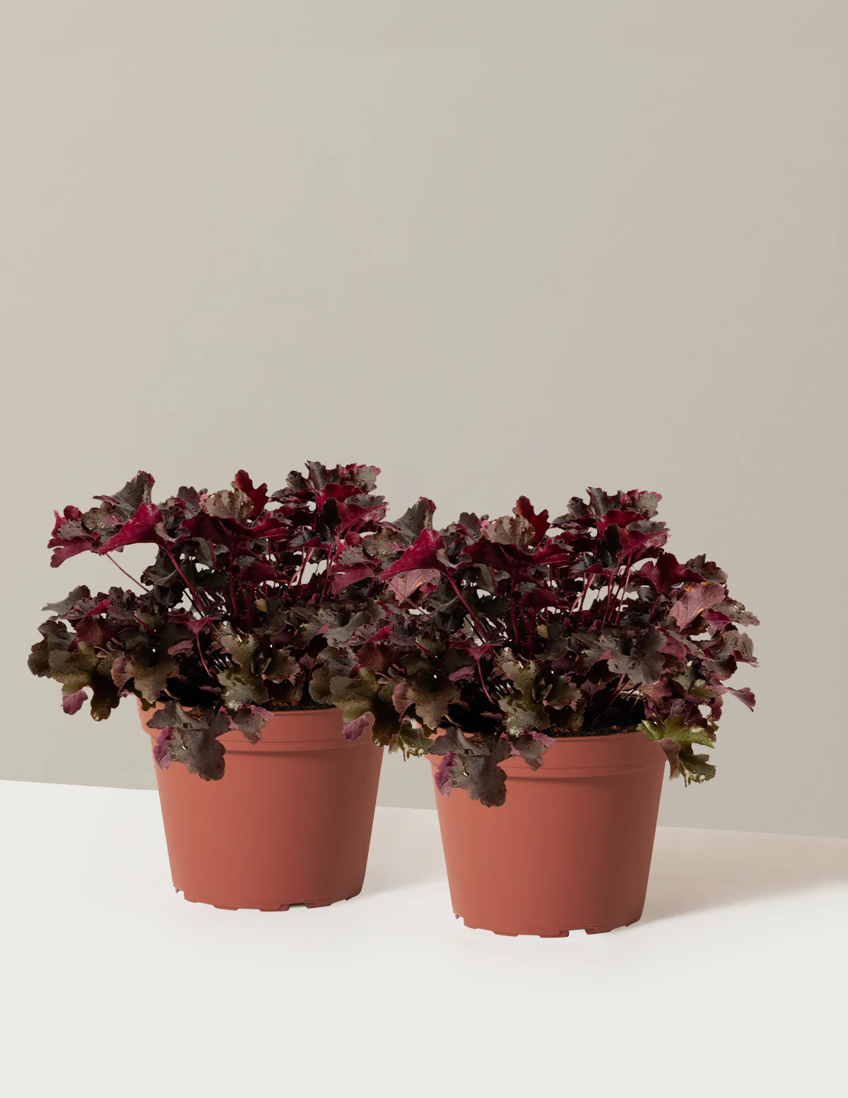 Balboa Sunset® Heuchera - Image 4