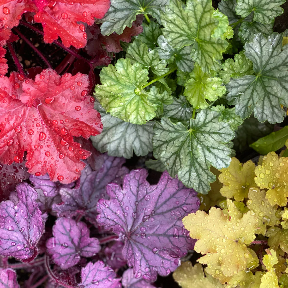 Balboa Sunset® Heuchera - Image 5