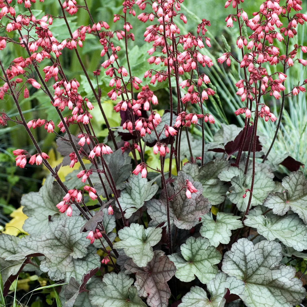 Balboa Sunset® Heuchera - Image 6