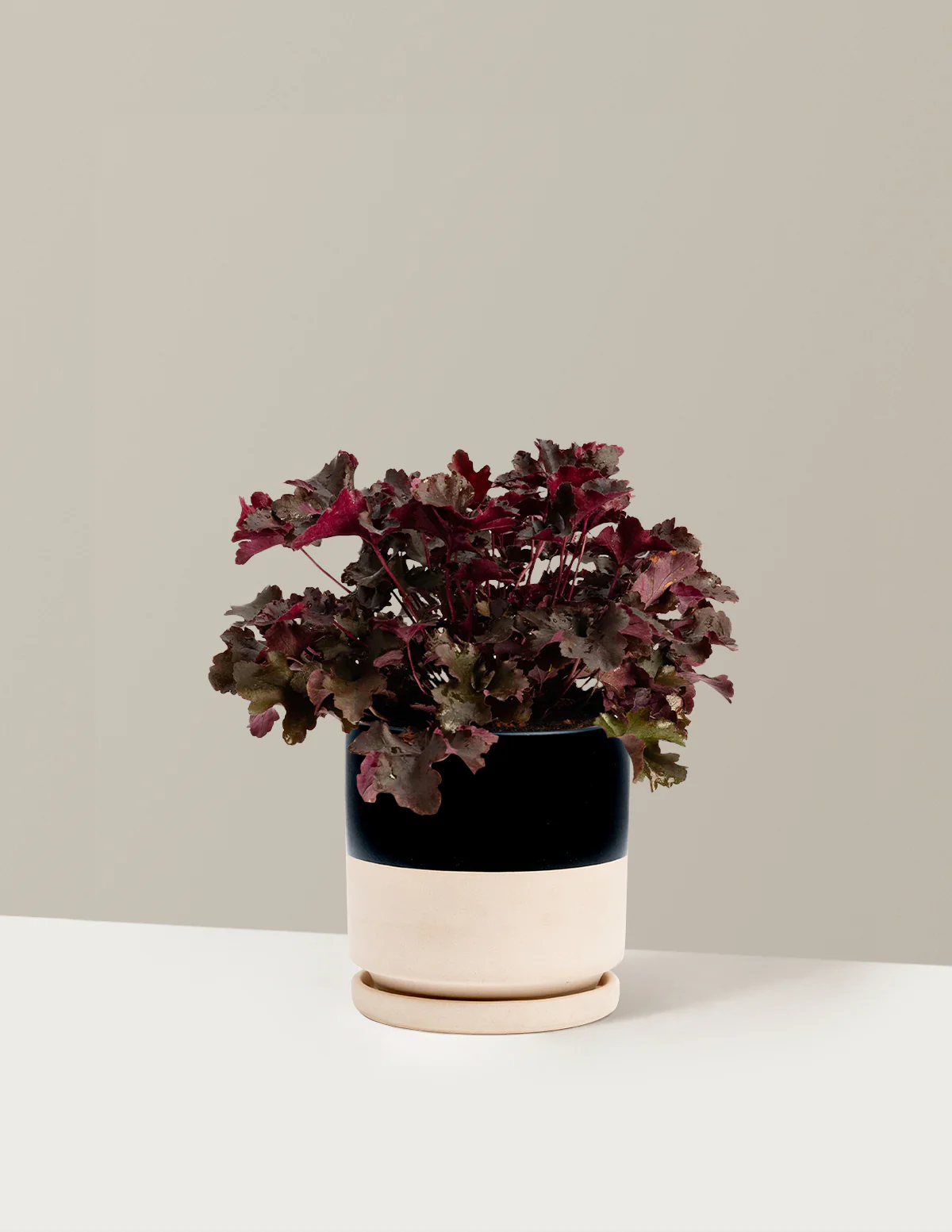 Balboa Sunset® Heuchera - Image 7