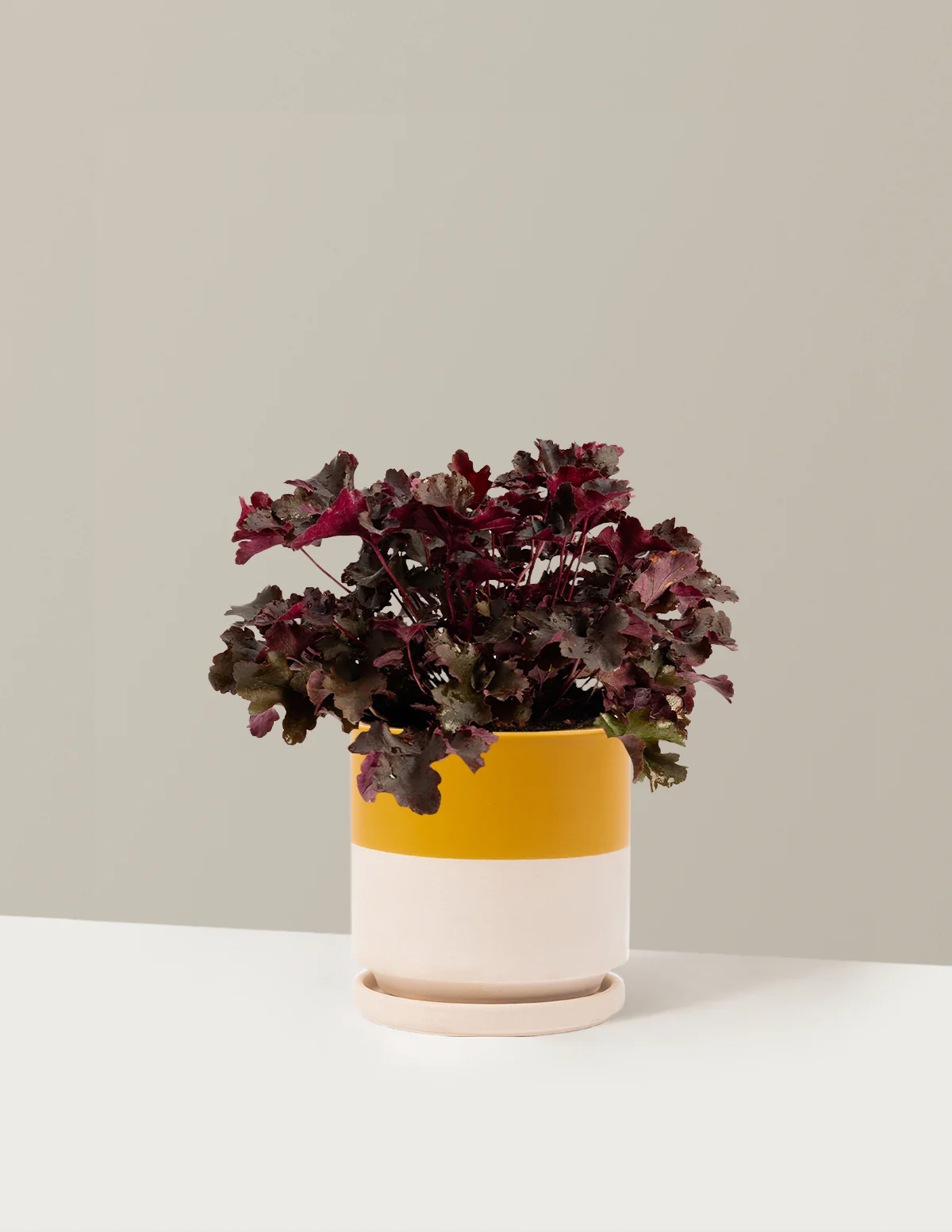 Balboa Sunset® Heuchera - Image 8
