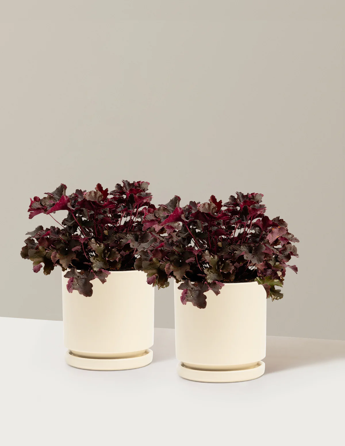 Balboa Sunset® Heuchera - Image 9