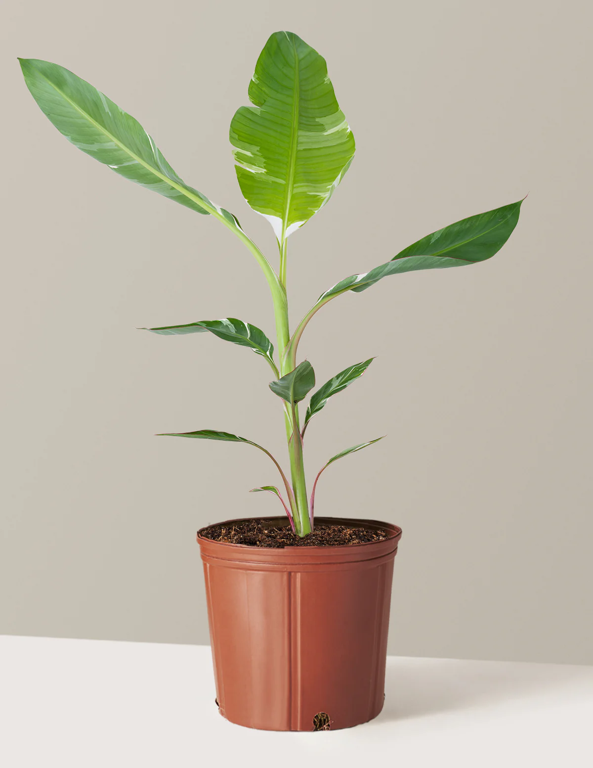 Variegated Banana Musa - Image 2