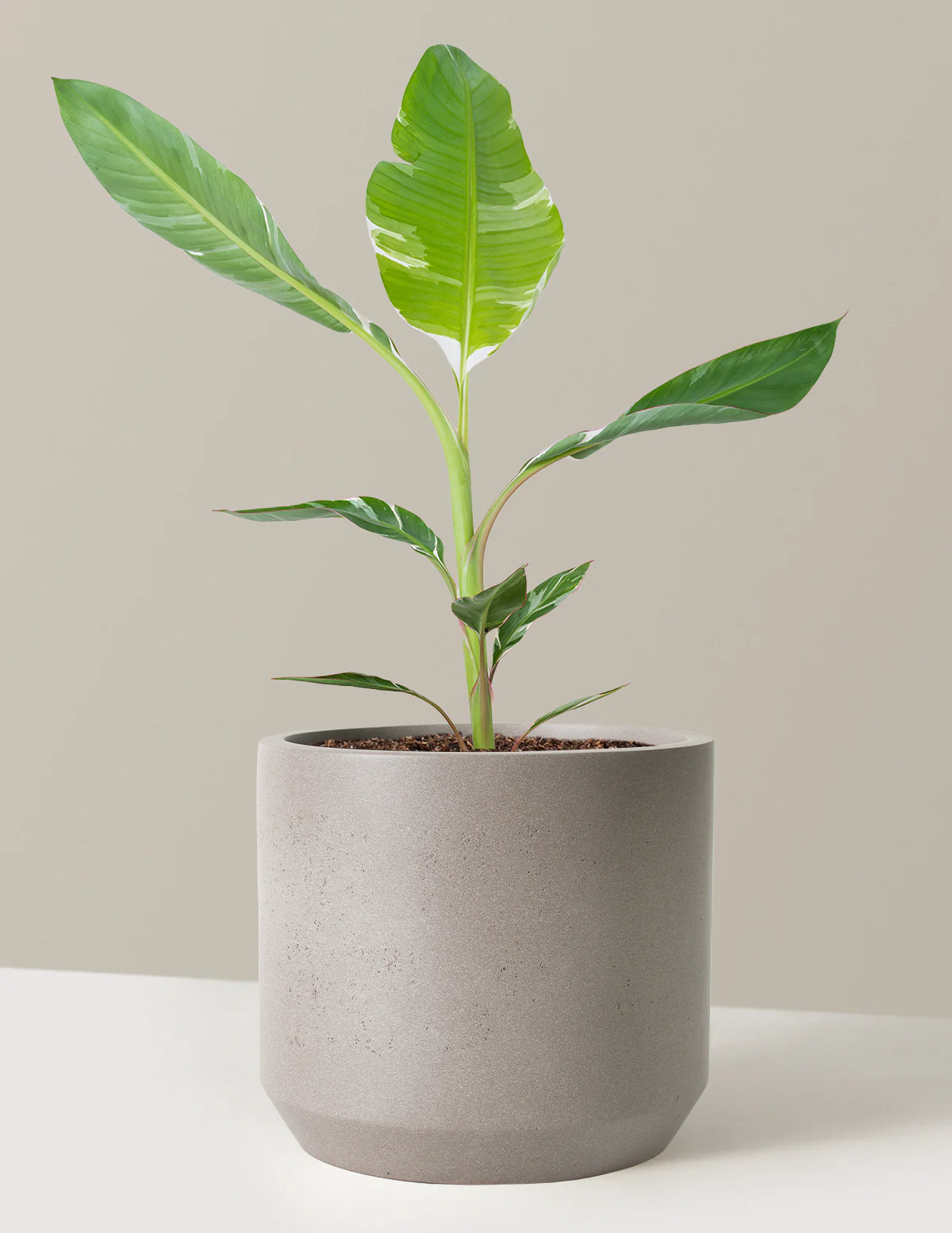 Variegated Banana Musa - Image 4
