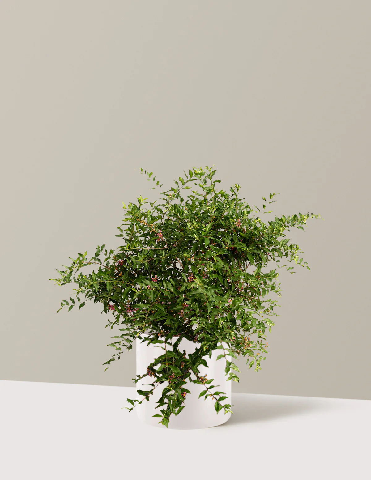 Barbados ‘Acerola’ Cherry Tree - Image 10