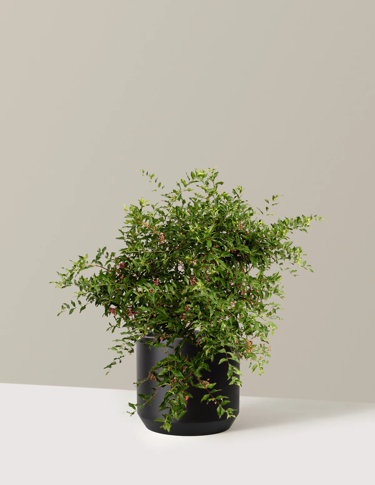 Barbados ‘Acerola’ Cherry Tree - Image 11