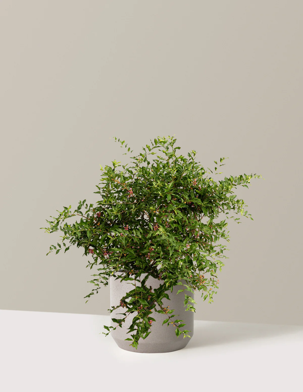 Barbados ‘Acerola’ Cherry Tree - Image 12