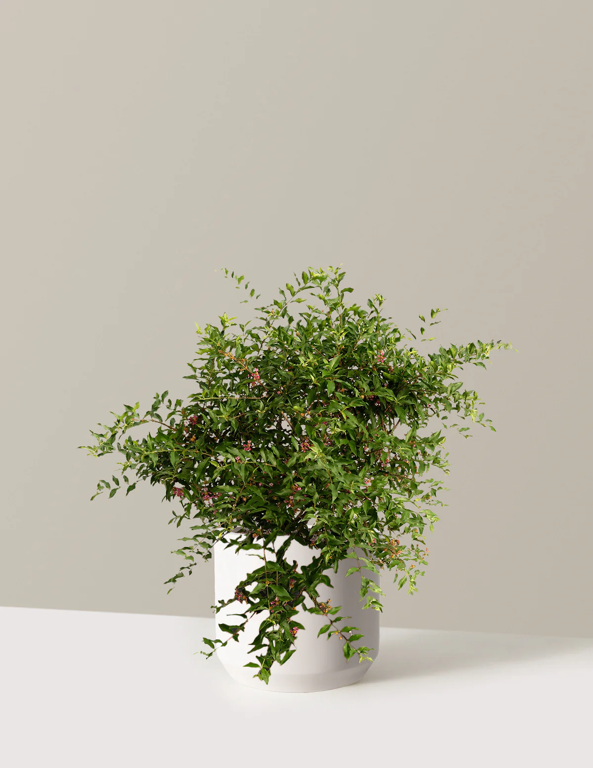 Barbados ‘Acerola’ Cherry Tree - Image 13
