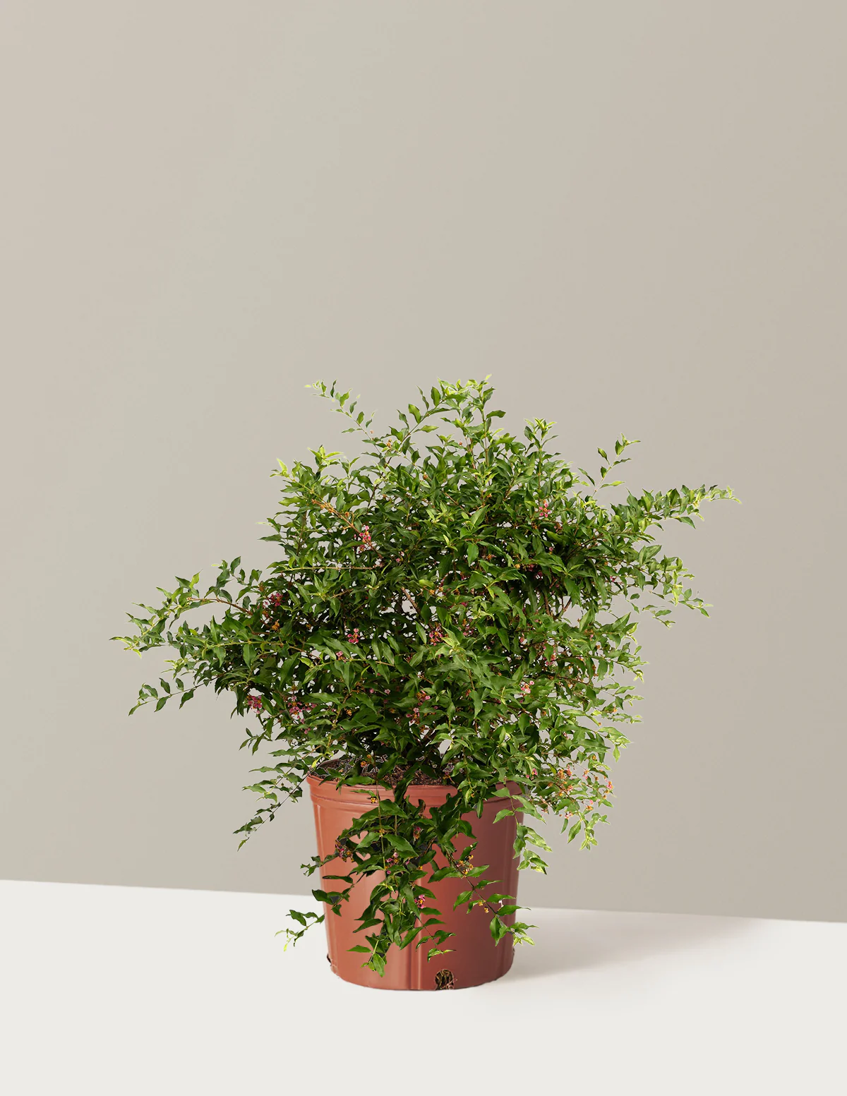Barbados ‘Acerola’ Cherry Tree - Image 3