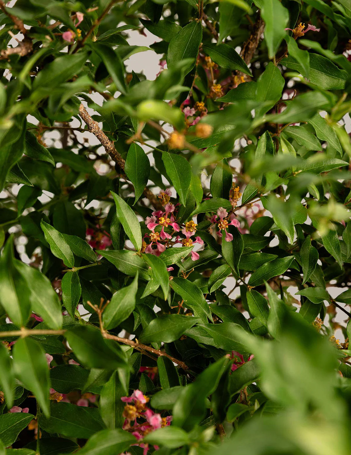 Barbados ‘Acerola’ Cherry Tree - Image 4