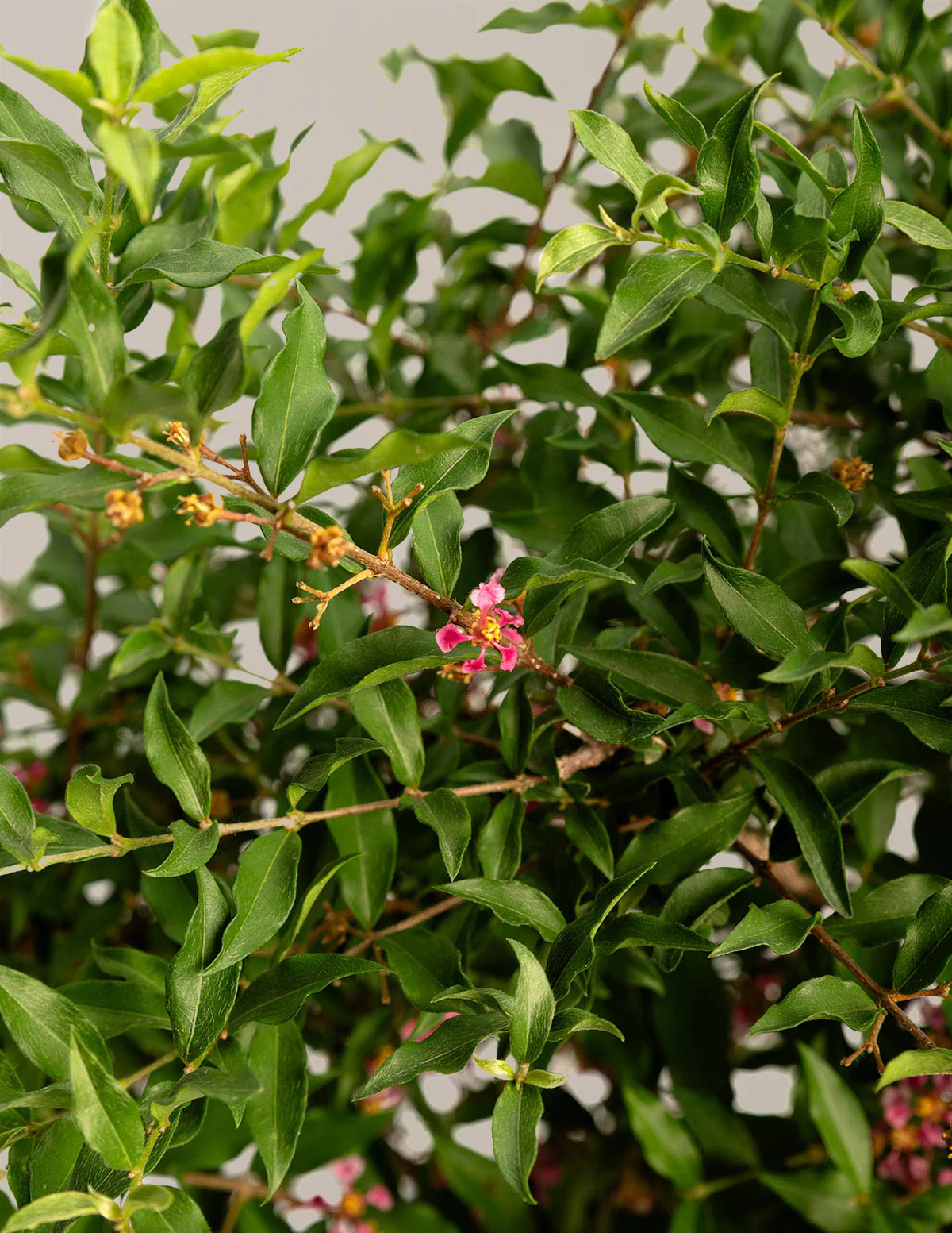 Barbados ‘Acerola’ Cherry Tree - Image 5