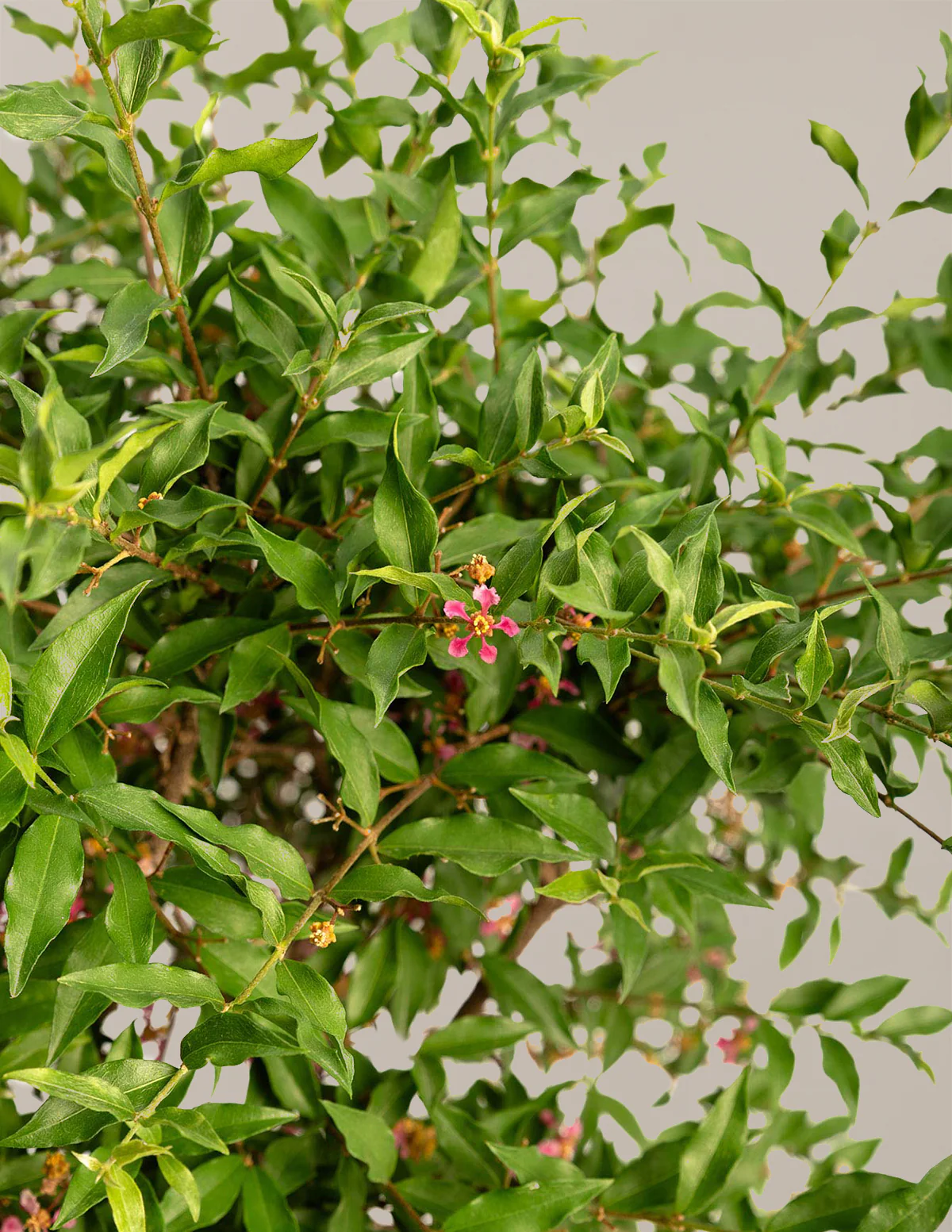 Barbados ‘Acerola’ Cherry Tree - Image 6