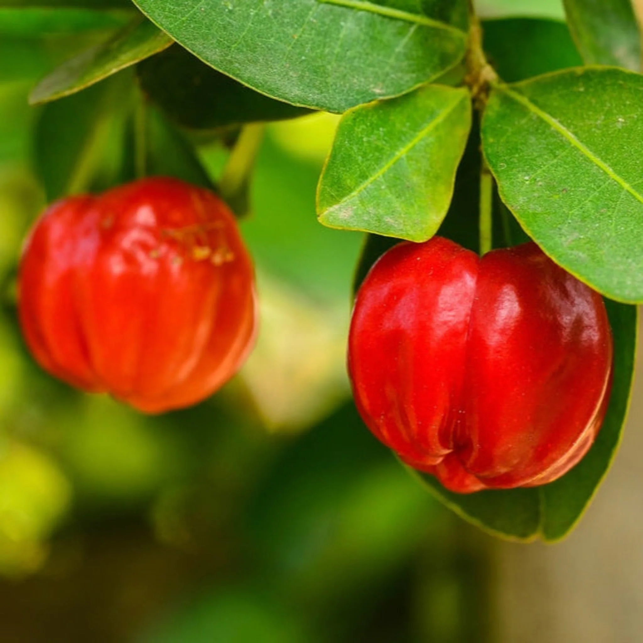 Barbados ‘Acerola’ Cherry Tree - Image 7
