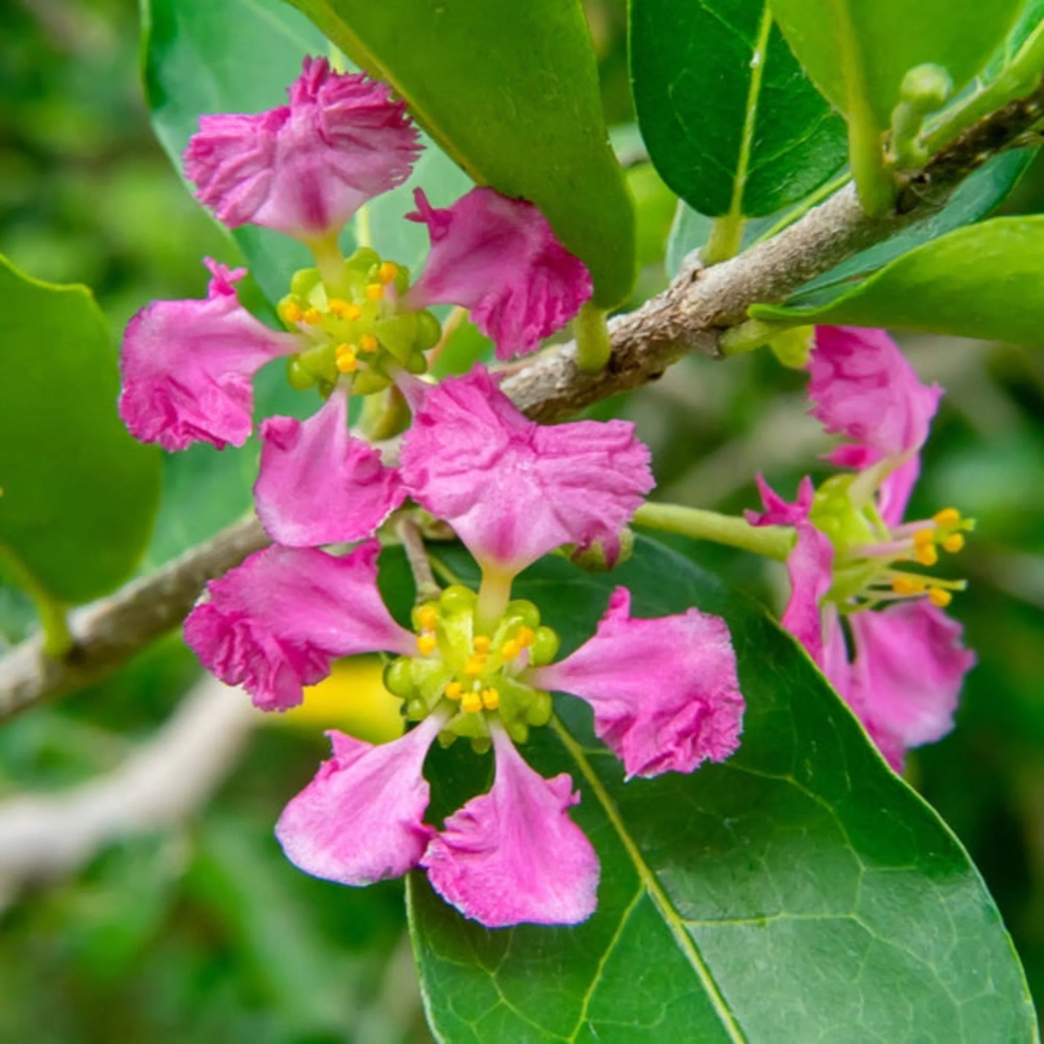 Barbados ‘Acerola’ Cherry Tree - Image 8