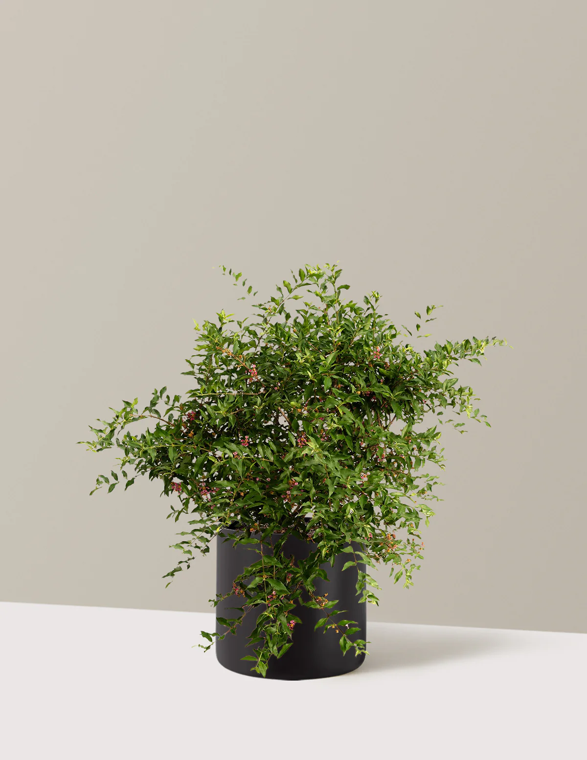 Barbados ‘Acerola’ Cherry Tree - Image 9