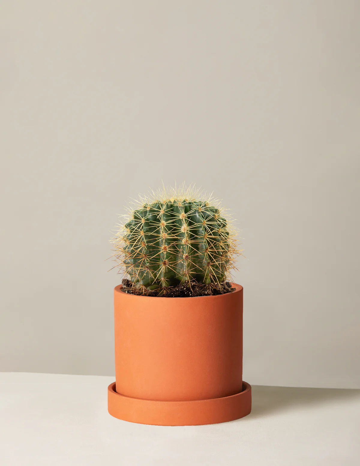 Barrel Cactus - Image 10