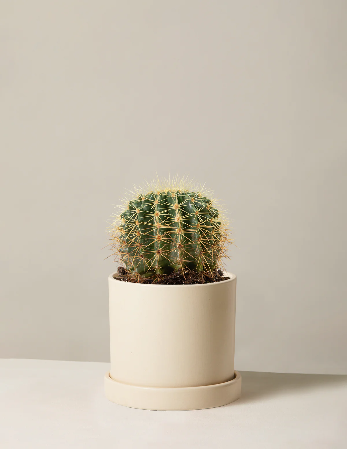 Barrel Cactus - Image 3