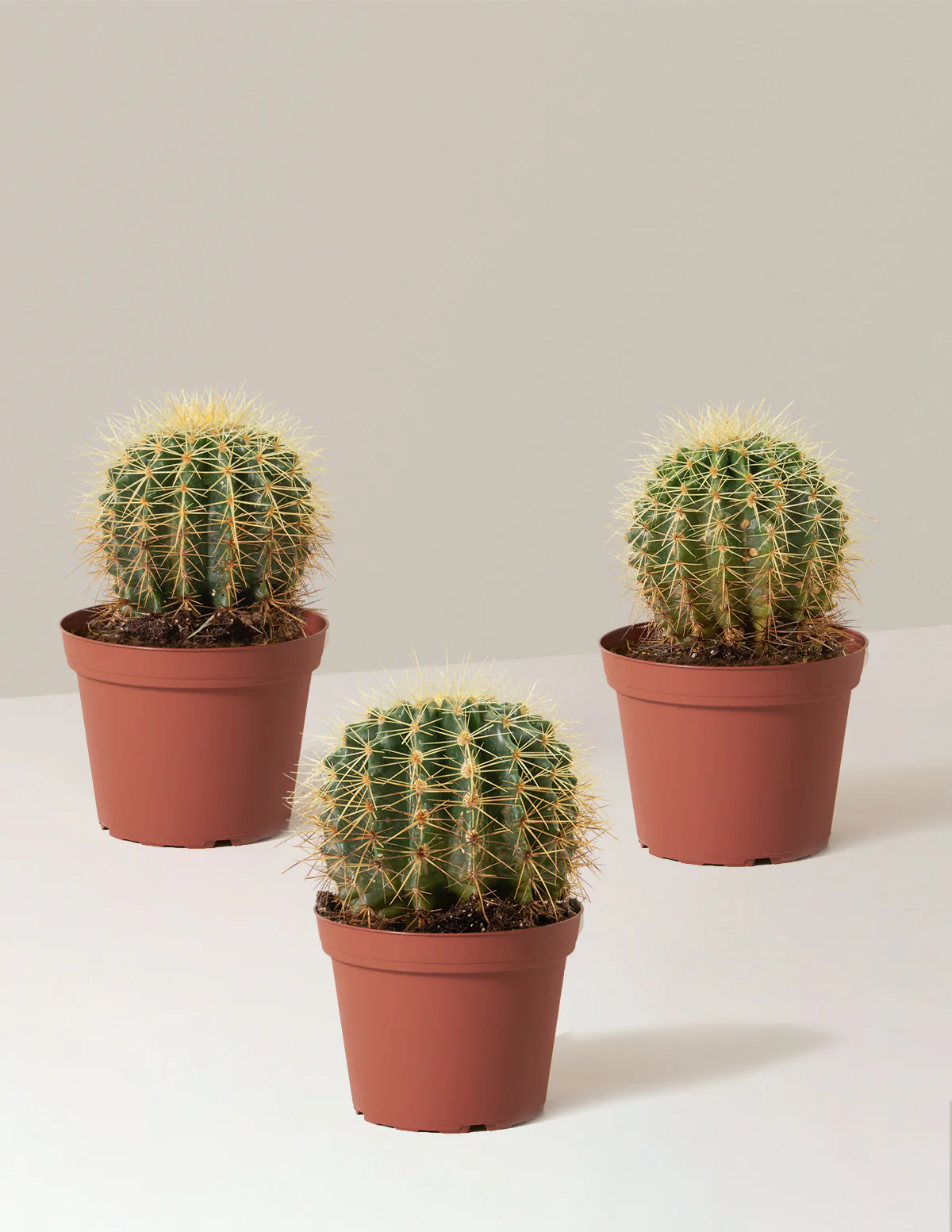 Barrel Cactus - Image 4
