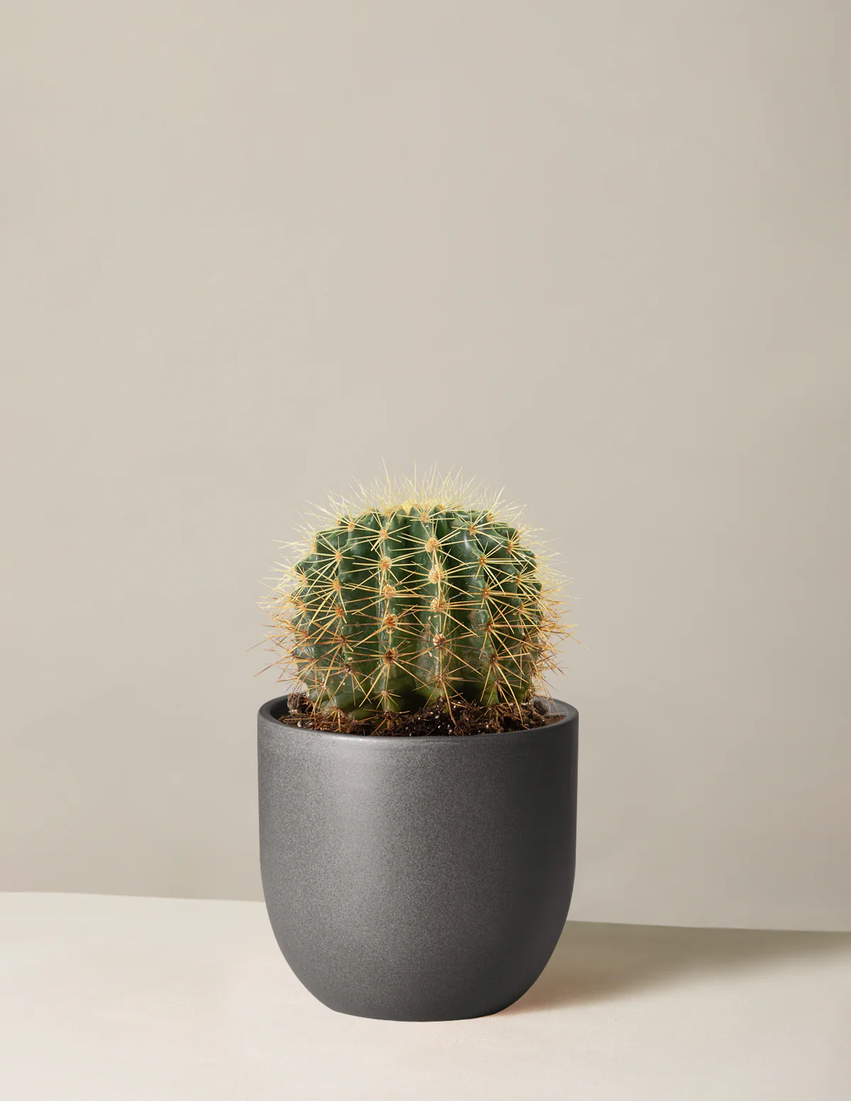 Barrel Cactus - Image 5