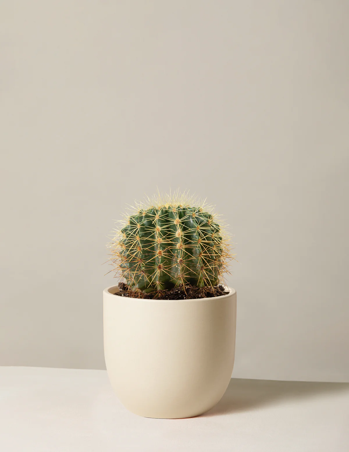 Barrel Cactus - Image 6
