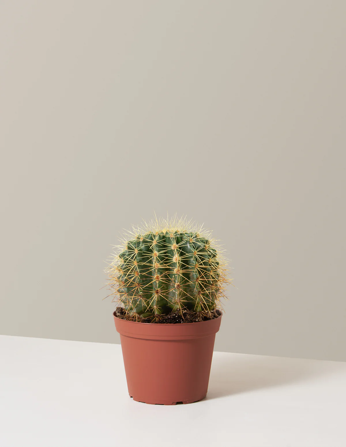 Barrel Cactus - Image 7