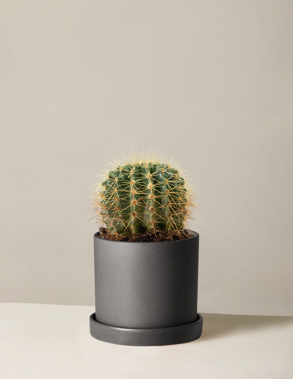 Barrel Cactus - Image 8