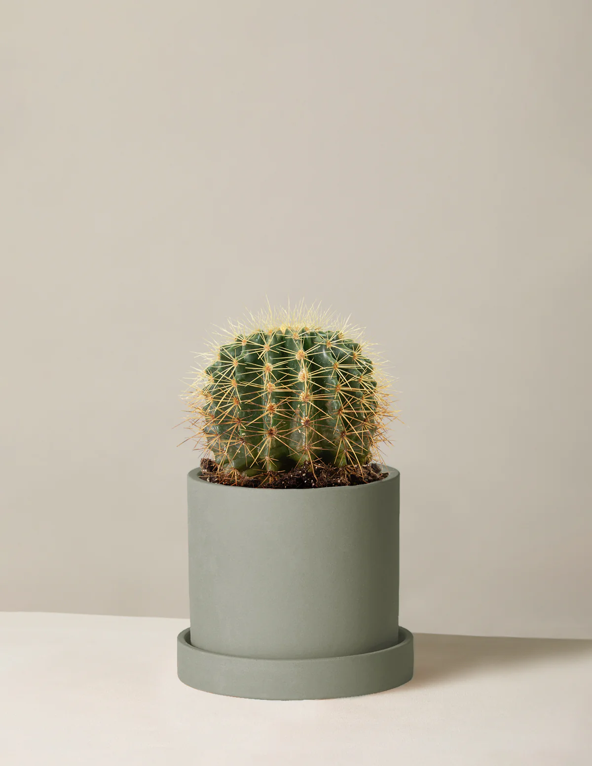 Barrel Cactus - Image 9