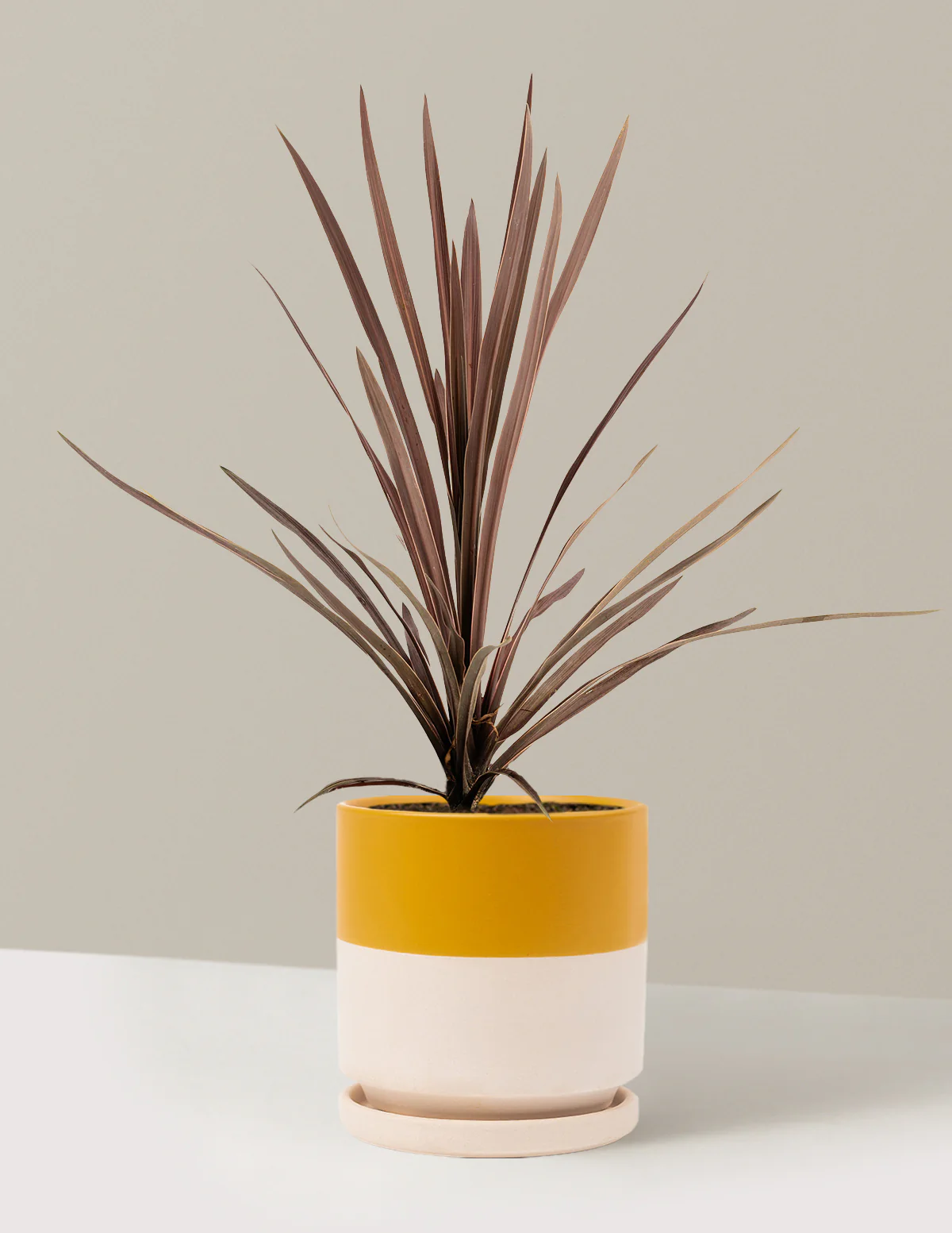 Bauer's Cordyline - Image 10