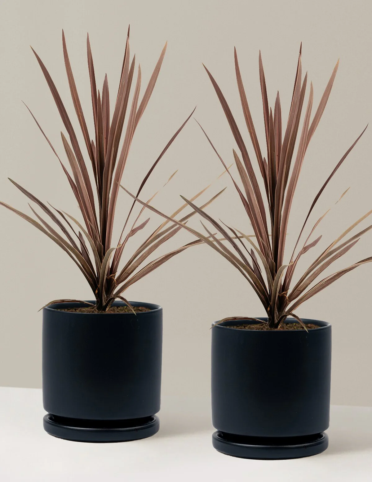 Bauer's Cordyline - Image 11