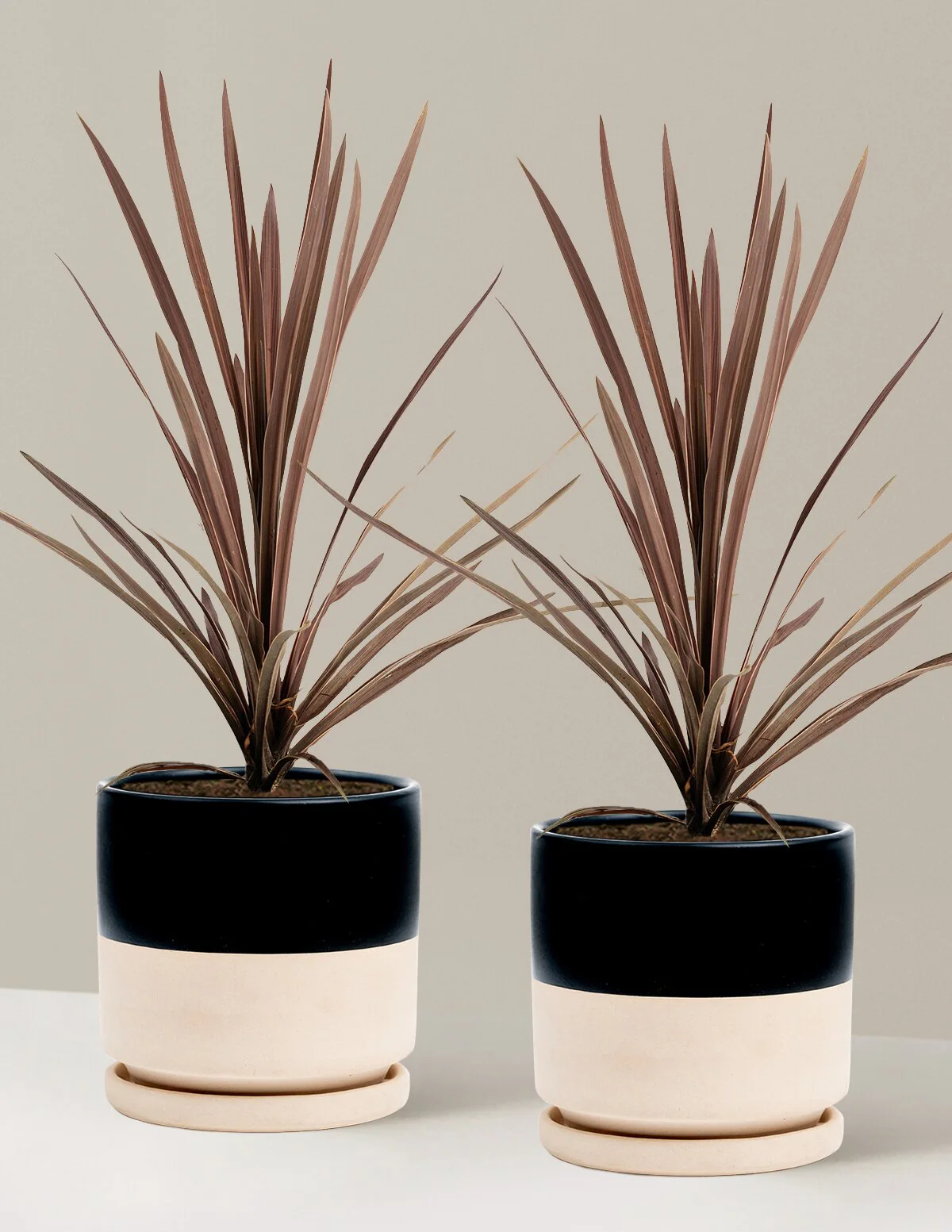 Bauer's Cordyline - Image 12