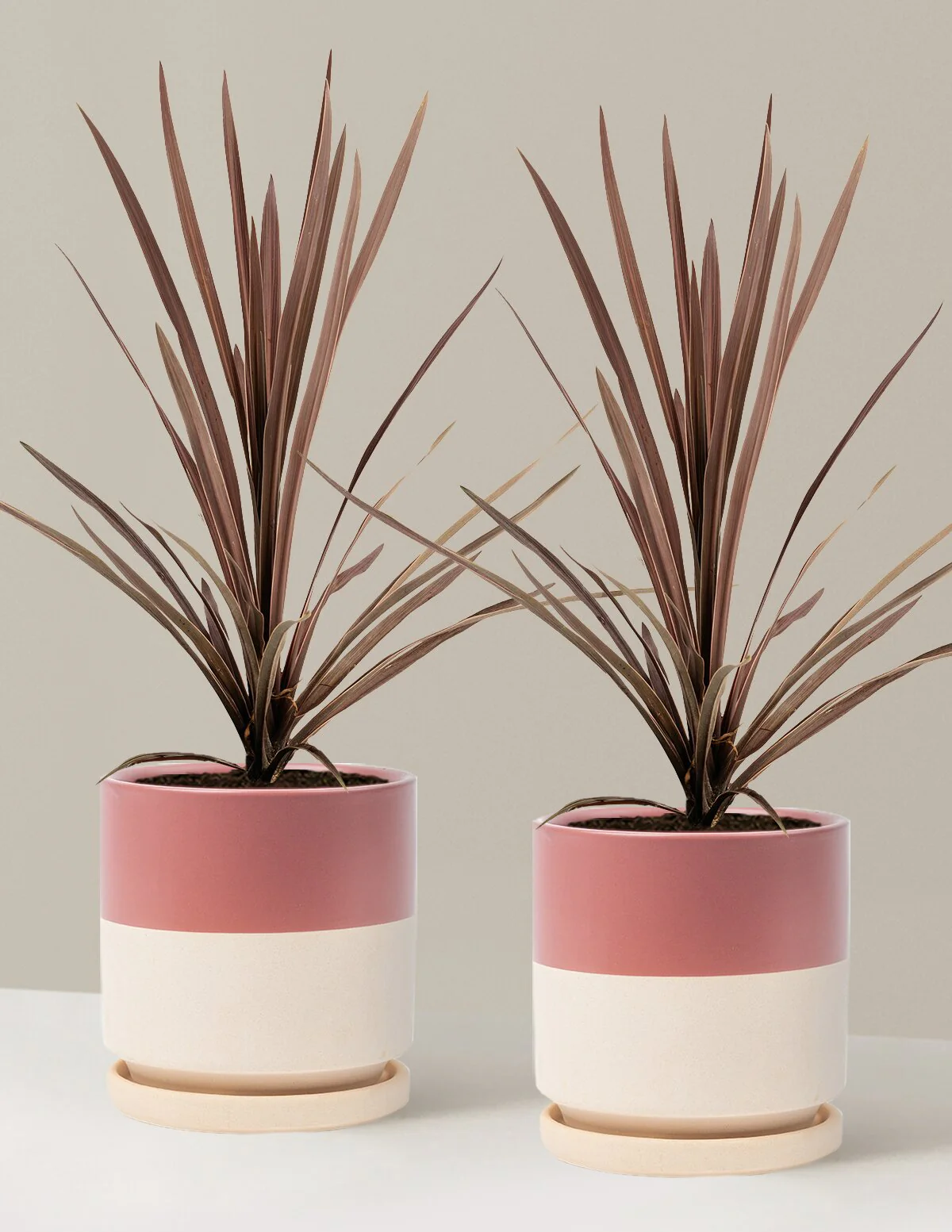 Bauer's Cordyline - Image 13