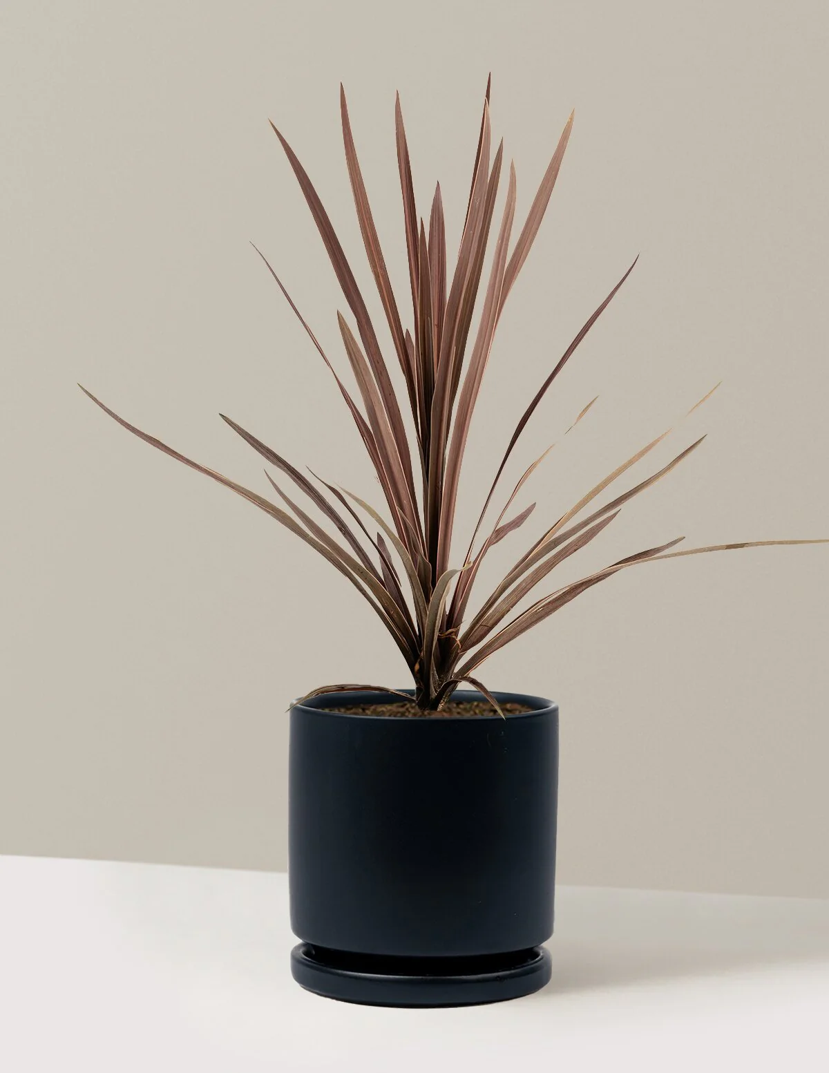 Bauer's Cordyline - Image 14
