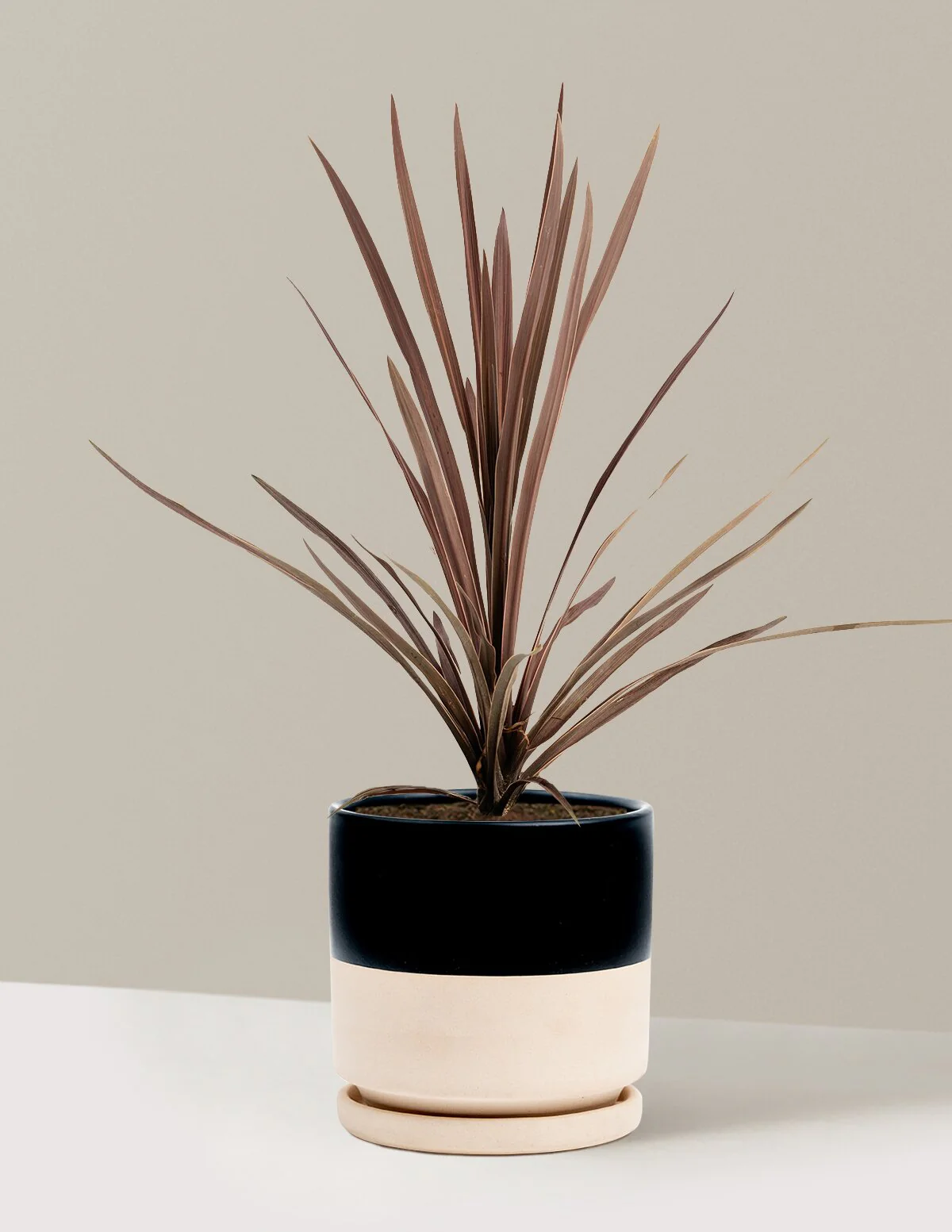 Bauer's Cordyline - Image 15