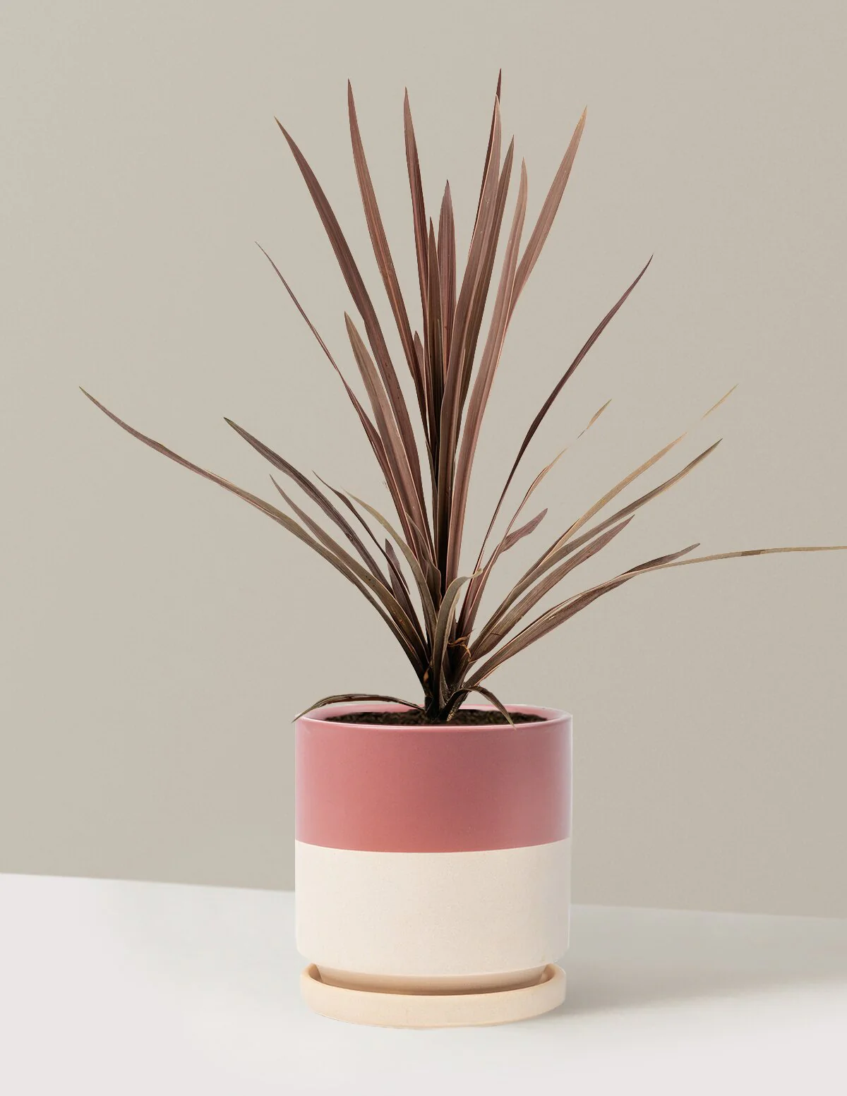 Bauer's Cordyline - Image 16
