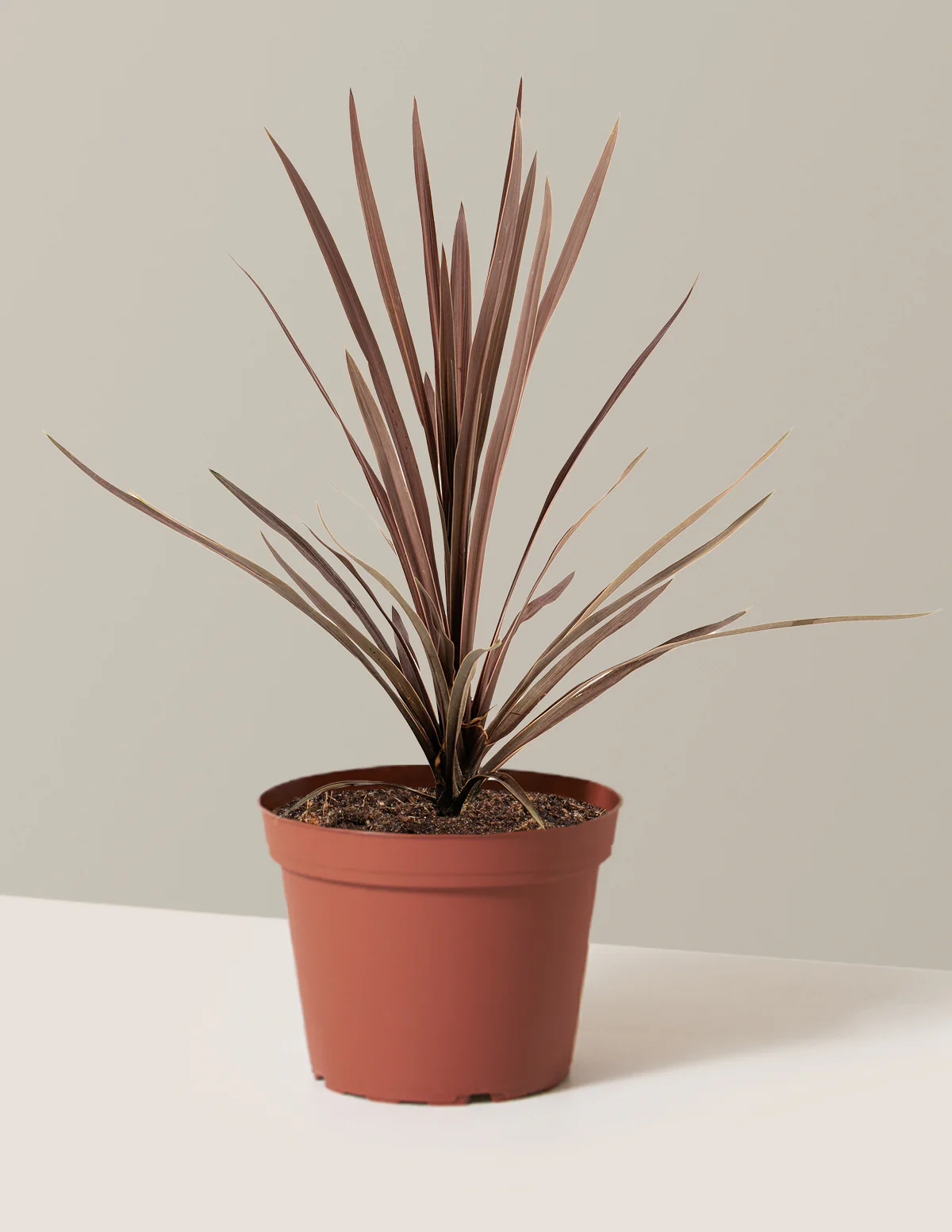 Bauer's Cordyline - Image 3