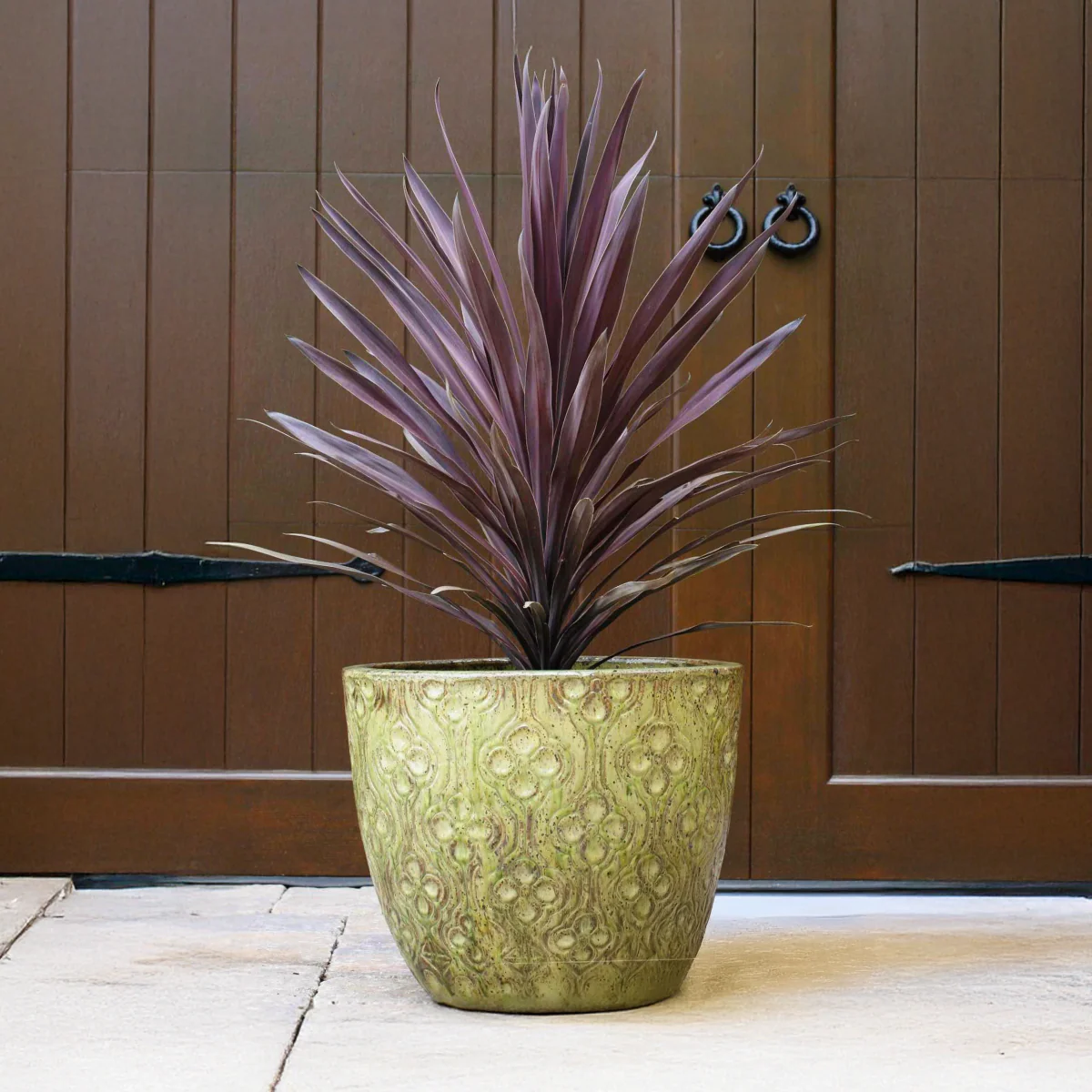 Bauer's Cordyline - Image 4
