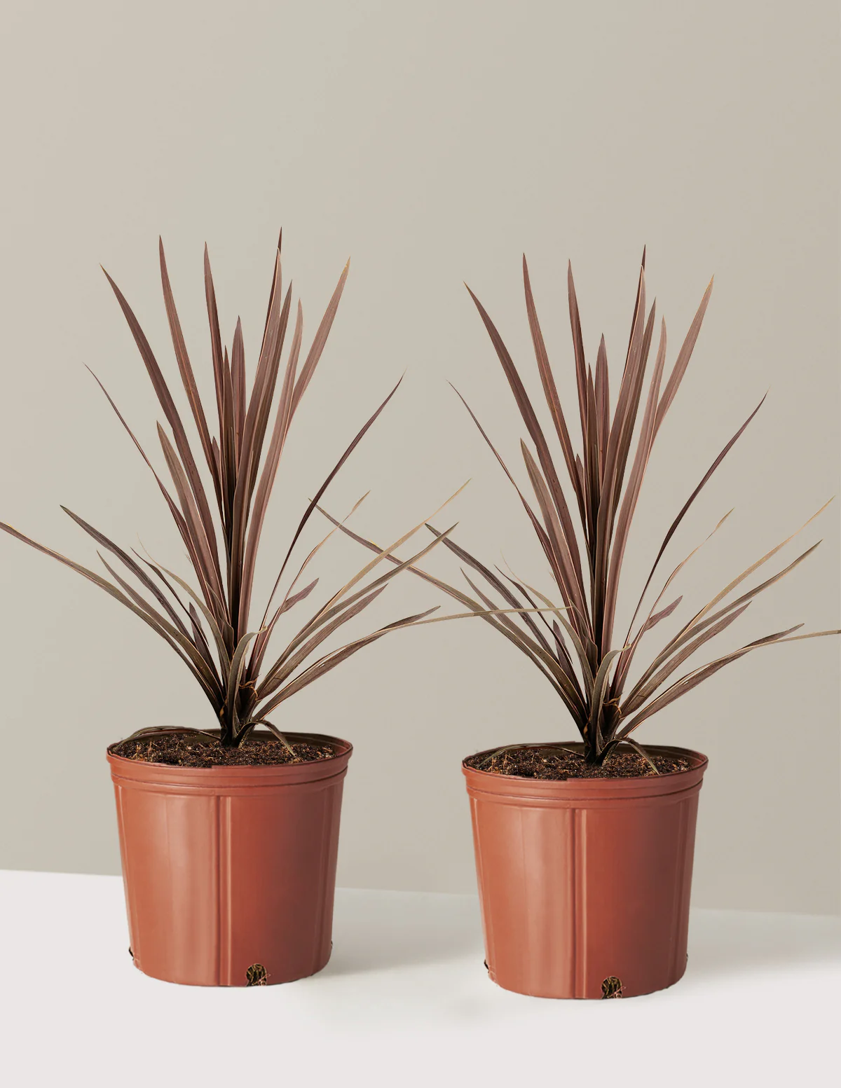Bauer's Cordyline - Image 5