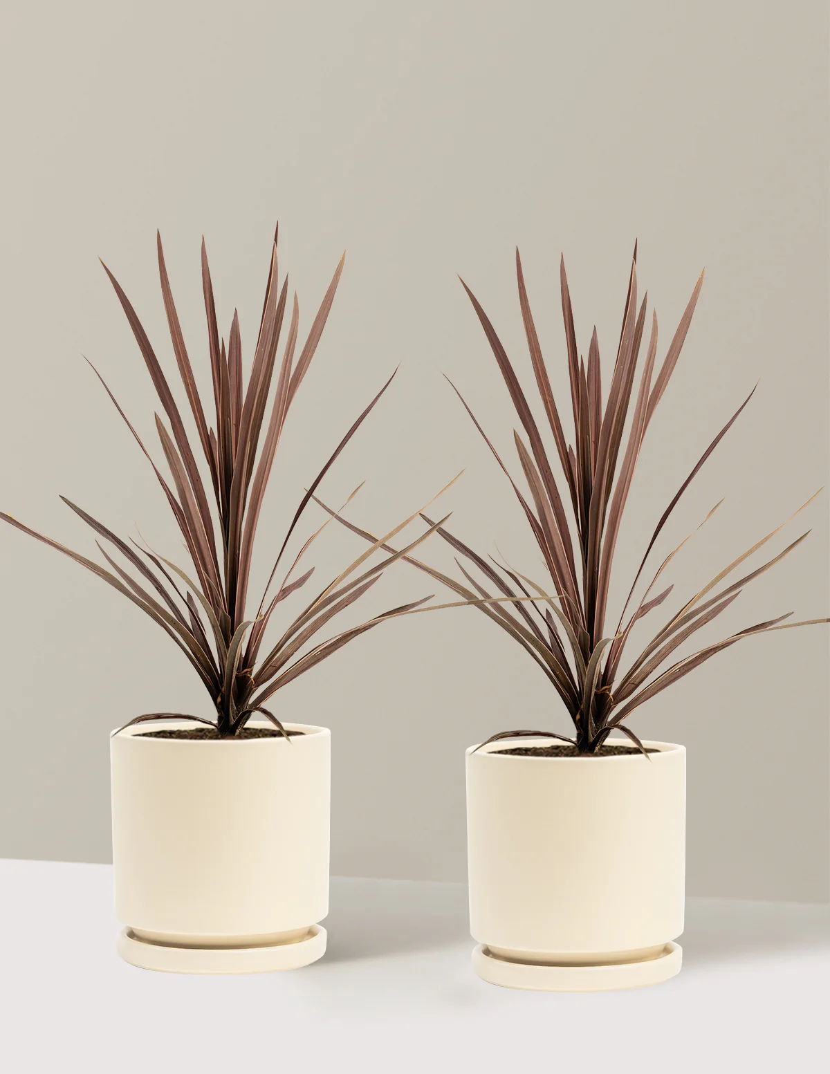 Bauer's Cordyline - Image 6
