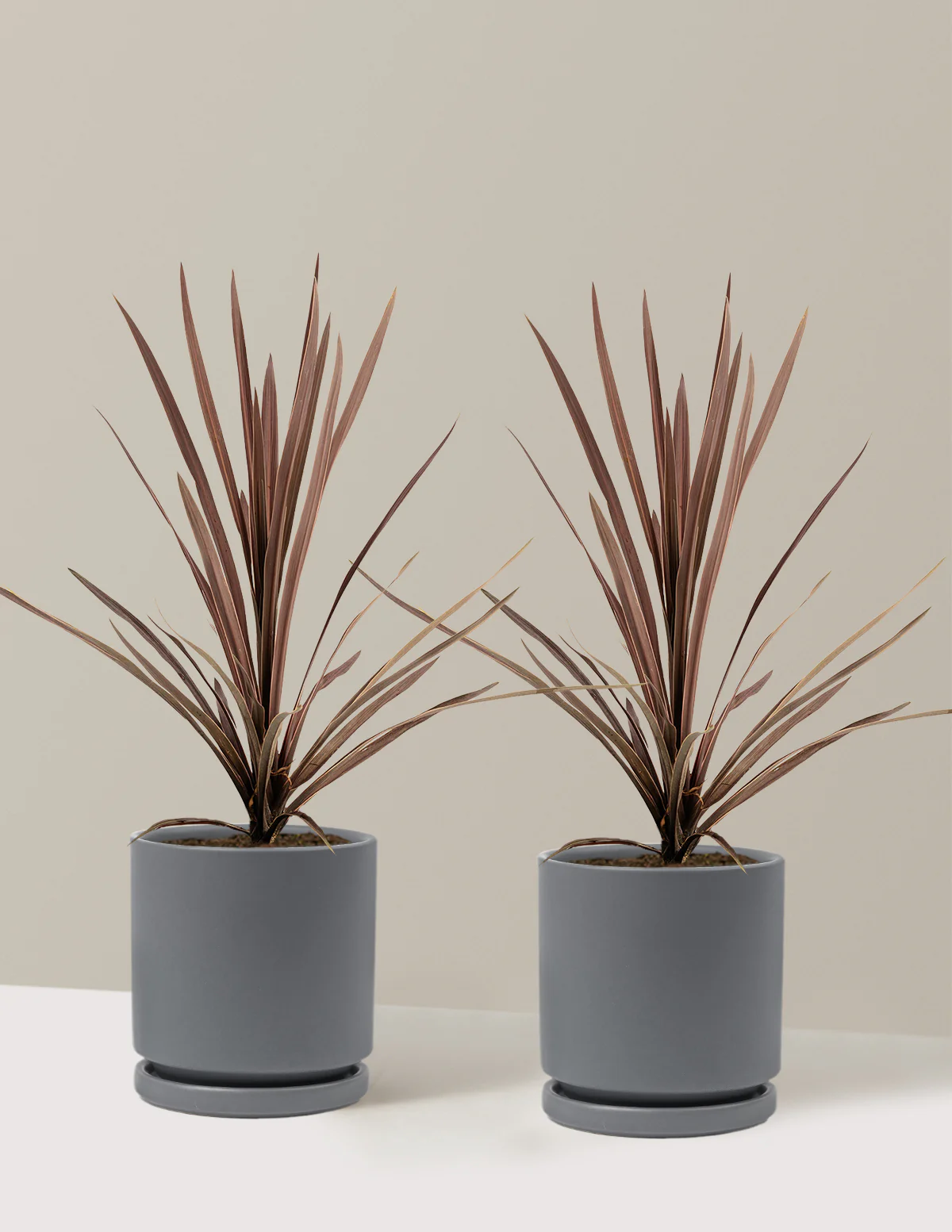 Bauer's Cordyline - Image 7