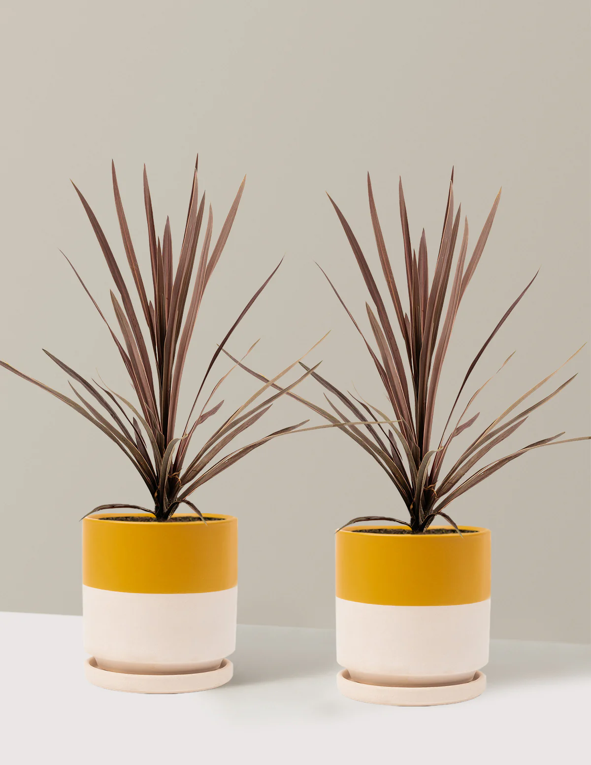 Bauer's Cordyline - Image 8